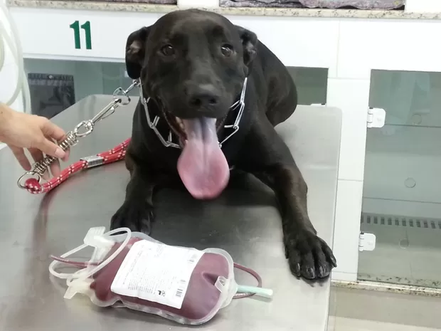 Alerj aprova incentivo de doação de sangue de cães e