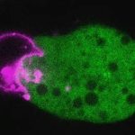Ameba parasita ladra de rostos engana o sistema imunológico