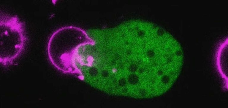 Ameba parasita ladra de rostos engana o sistema imunológico