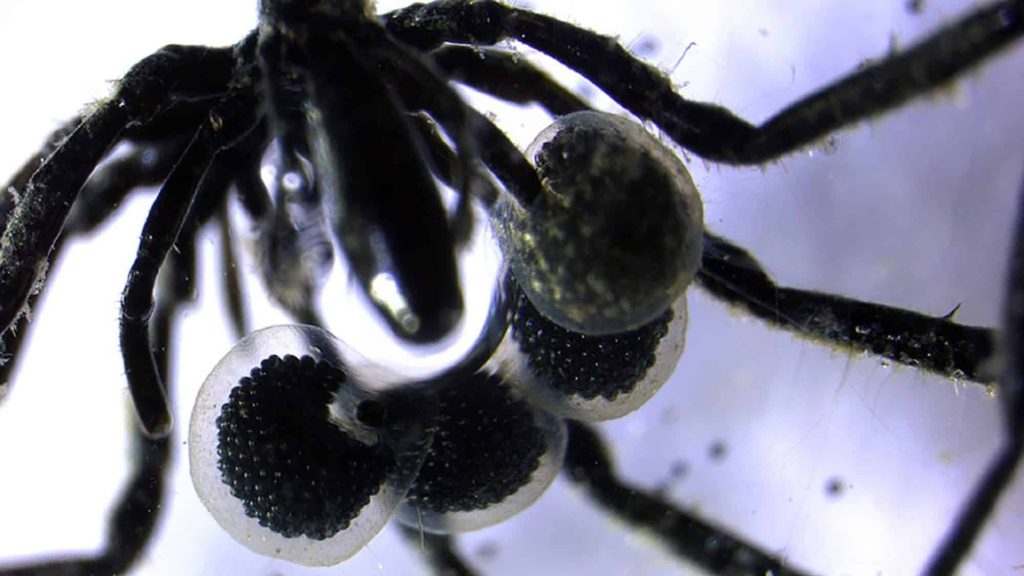 Aranhas marinhas que “cultivam” micróbios são descobertas nas profundezas do