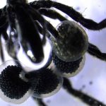 Aranhas marinhas que “cultivam” micróbios são descobertas nas profundezas do