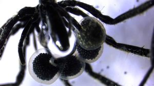 Aranhas marinhas que “cultivam” micróbios são descobertas nas profundezas do