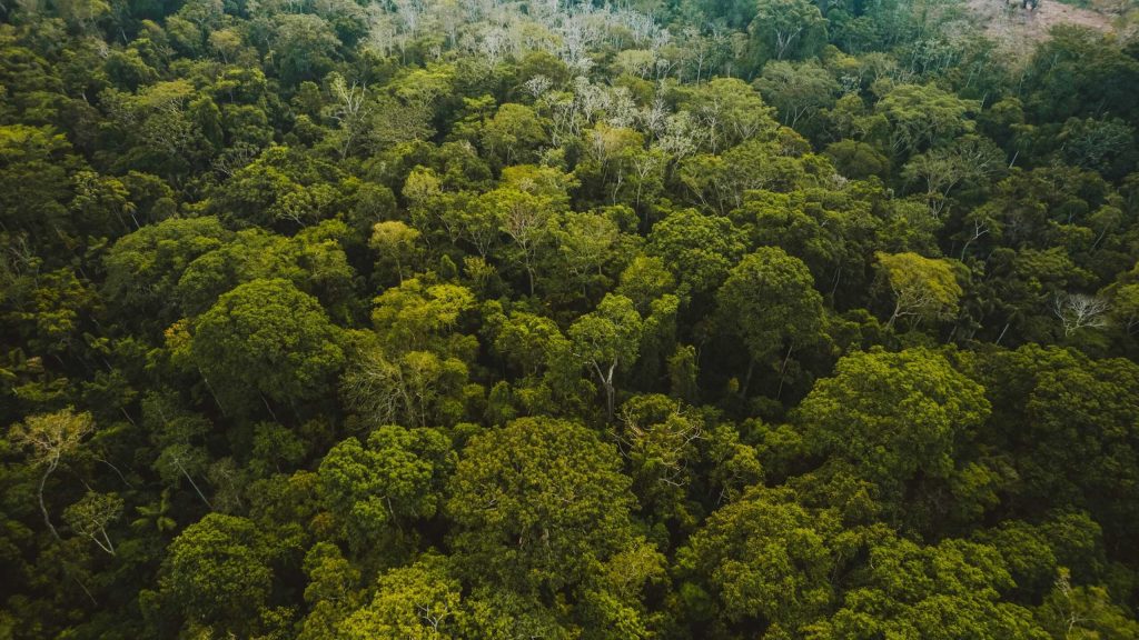 Árvores da Amazônia revelam cenário preocupante no bioma