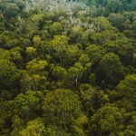 Árvores da Amazônia revelam cenário preocupante no bioma
