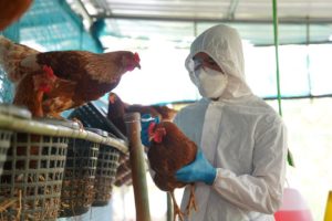 Brasil recupera status de país livre da gripe aviária
