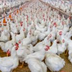 Brasil volta a exportar frango após novo status sanitário