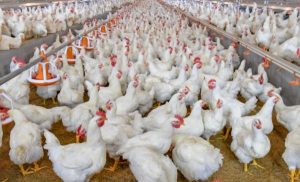 Brasil volta a exportar frango após novo status sanitário