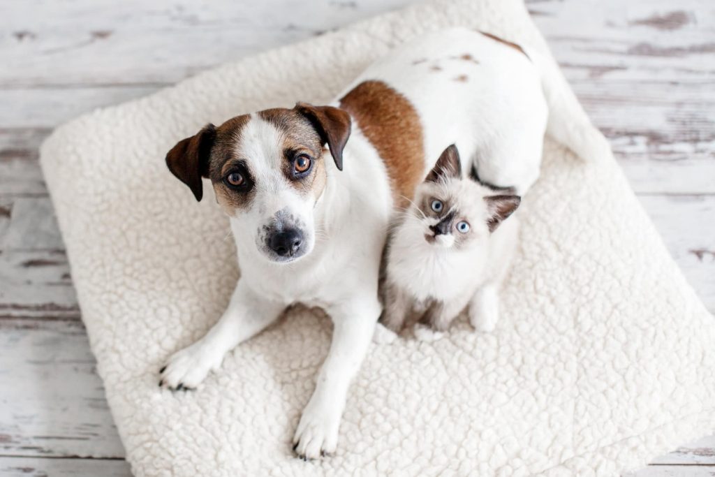 Cães e gatos realmente se odeiam? A ciência explica o