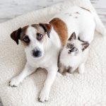 Cães e gatos realmente se odeiam? A ciência explica o