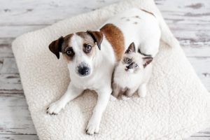 Cães e gatos realmente se odeiam? A ciência explica o