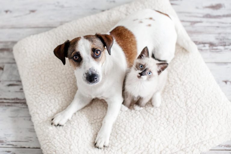 Cães e gatos realmente se odeiam? A ciência explica o