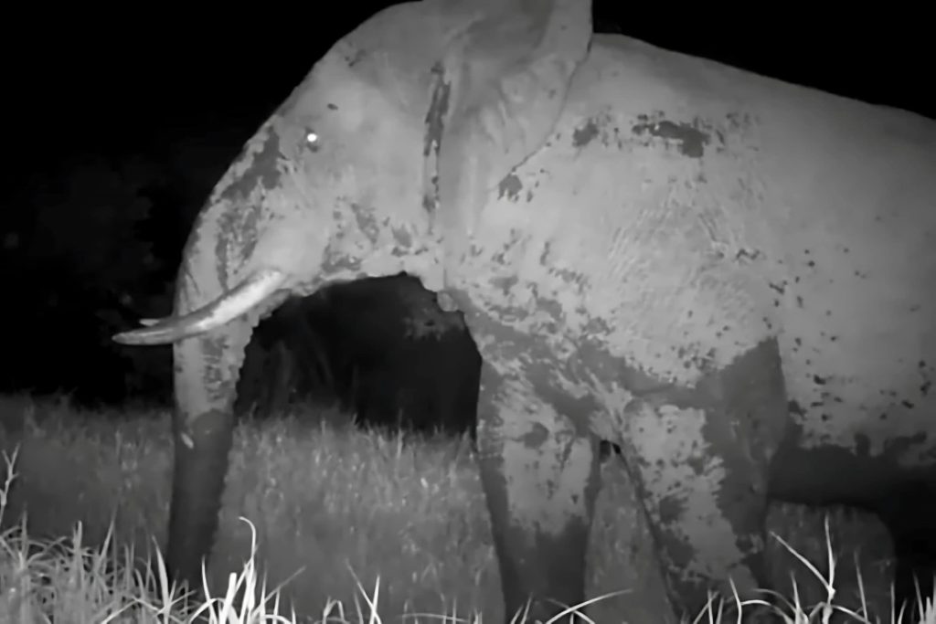 Câmera escondida flagra “Elefante Fantasma” em parque na África