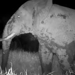 Câmera escondida flagra “Elefante Fantasma” em parque na África