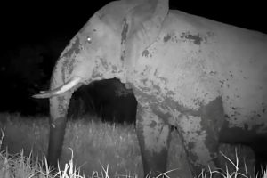 Câmera escondida flagra “Elefante Fantasma” em parque na África