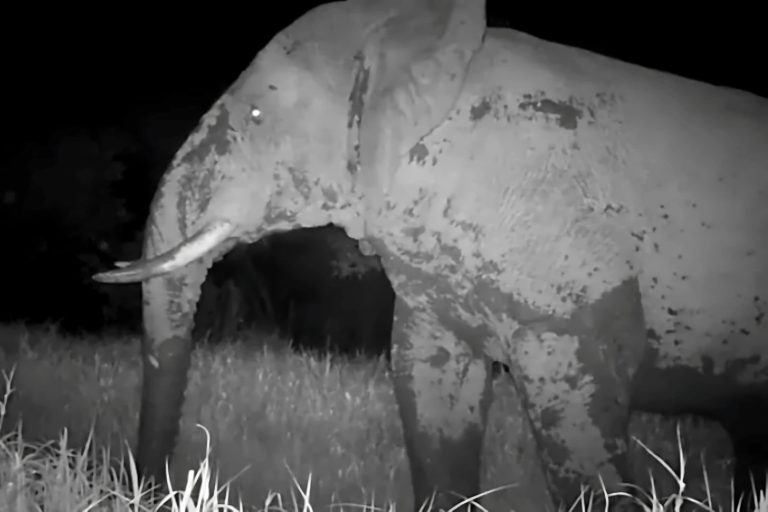 Câmera escondida flagra “Elefante Fantasma” em parque na África