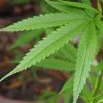 Canabidiol reduz crises em casos graves de epilepsia, aponta estudo