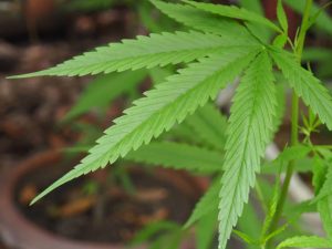 Canabidiol reduz crises em casos graves de epilepsia, aponta estudo