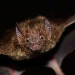 Cientistas podem ter descoberto como morcegos evitam o câncer