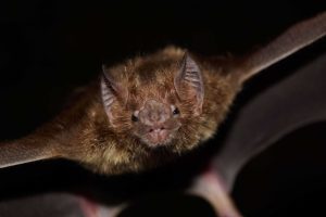 Cientistas podem ter descoberto como morcegos evitam o câncer