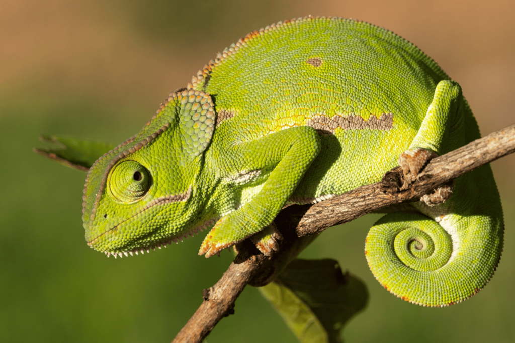 Como os animais se defendem? Veja os mecanismos mais curiosos