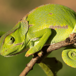 Como os animais se defendem? Veja os mecanismos mais curiosos