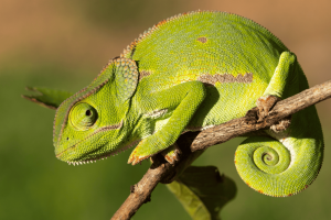 Como os animais se defendem? Veja os mecanismos mais curiosos