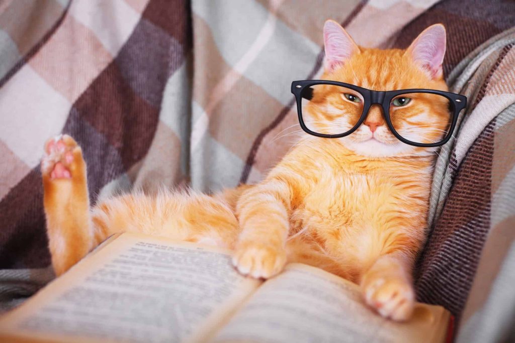 Conheça Chester, o gato que “escreveu” um artigo científico em