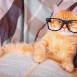 Conheça Chester, o gato que “escreveu” um artigo científico em