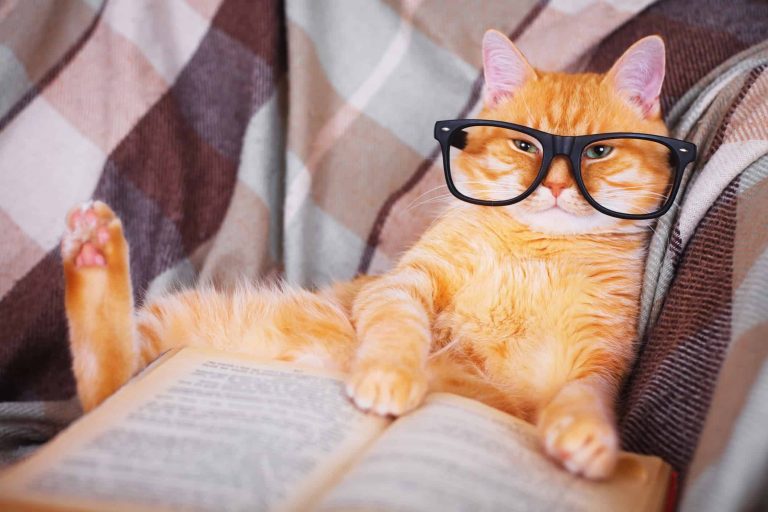 Conheça Chester, o gato que “escreveu” um artigo científico em