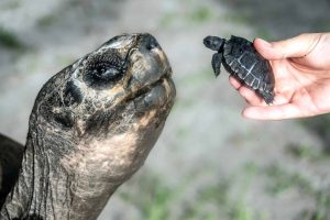 Conheça o papai mais velho do mundo animal