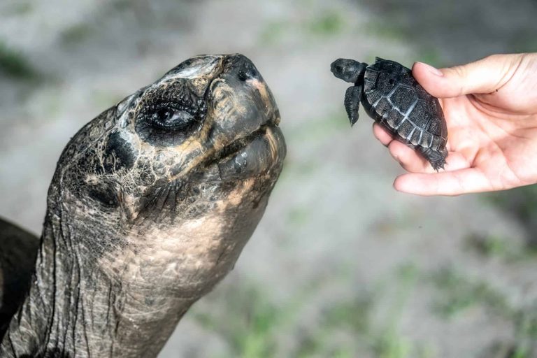 Conheça o papai mais velho do mundo animal