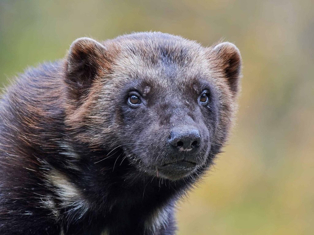 Conhece algum? Confira os 10 animais mais fedorentos do mundo