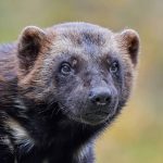 Conhece algum? Confira os 10 animais mais fedorentos do mundo
