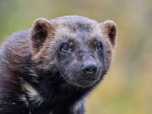 Conhece algum? Confira os 10 animais mais fedorentos do mundo