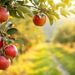 Cultivo de maçãs no calor da Índia desafia tradição e