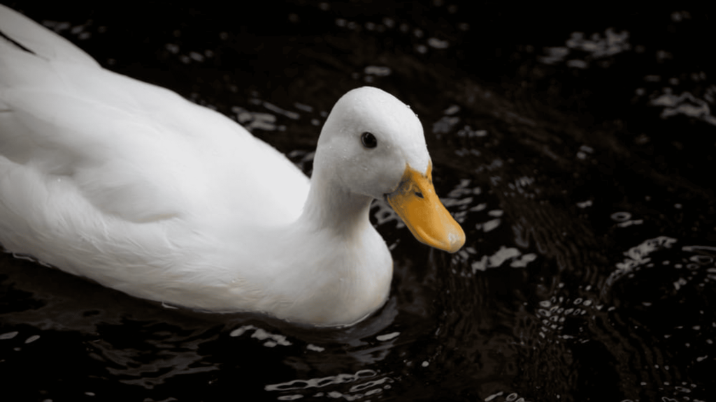 Entenda a síndrome do pato flutuante: um distúrbio mental pouco