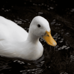 Entenda a síndrome do pato flutuante: um distúrbio mental pouco