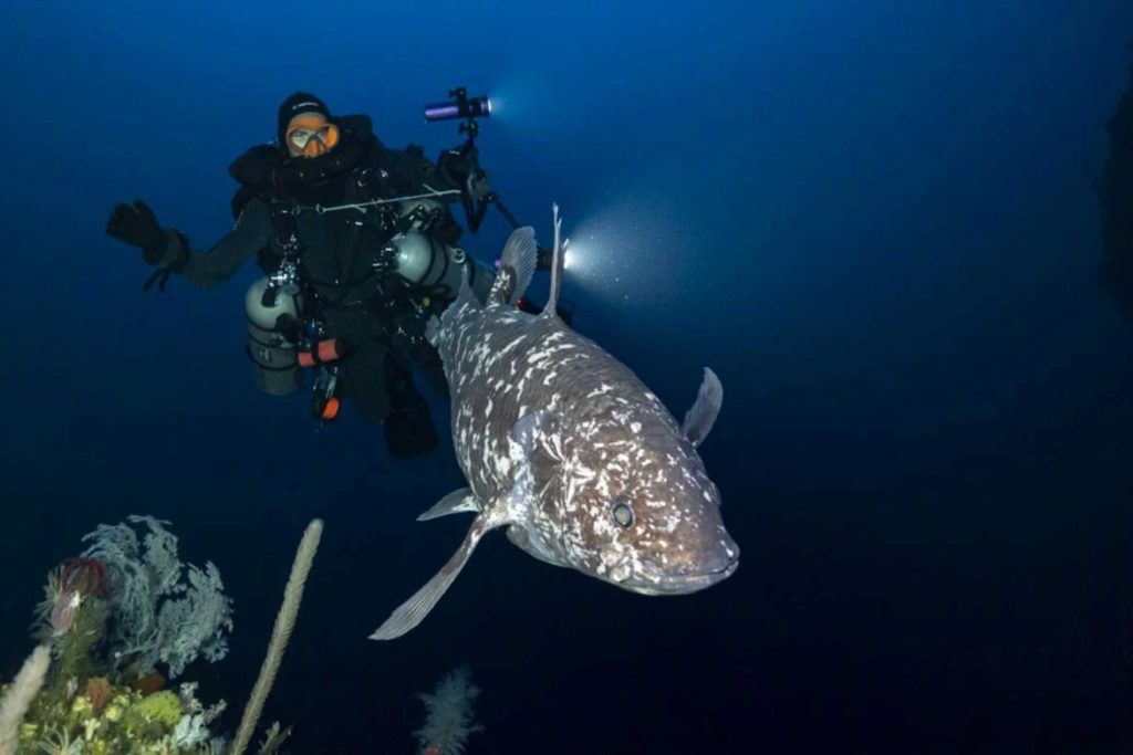 Espécie de “peixe dinossauro” é flagrada pela 1ª vez na