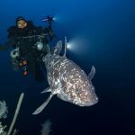 Espécie de “peixe dinossauro” é flagrada pela 1ª vez na