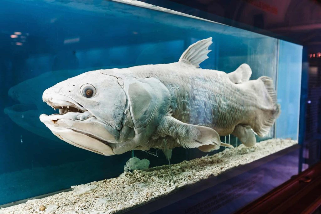 Esse peixe vive desde antes dos dinossauros e segue quase