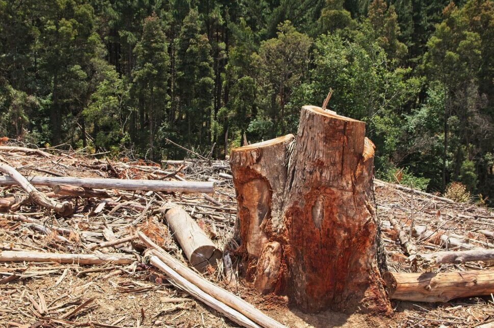 Estado do Maranhão e fazendeira são condenados por danos ambientais