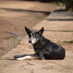 Estado do RJ poderá implantar comedouros e bebedouros para animais