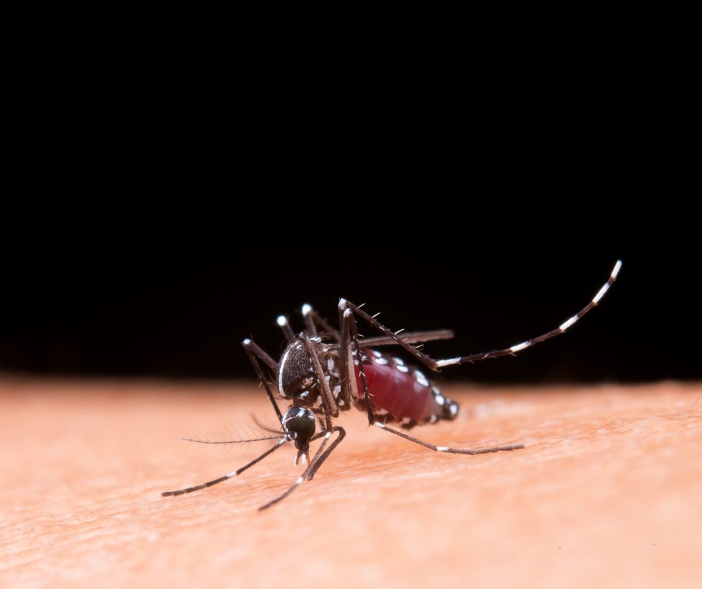 Estado registra 4,8 mil casos prováveis de dengue em 2025