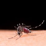 Estado registra 4,8 mil casos prováveis de dengue em 2025