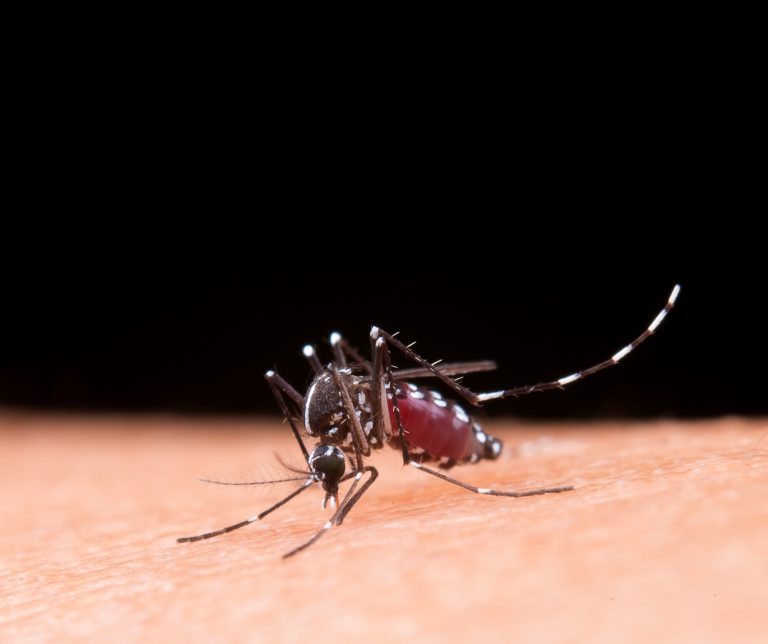 Estado registra 4,8 mil casos prováveis de dengue em 2025