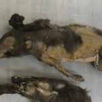 Filhotes de 14 mil anos eram lobos caçadores de rinocerontes