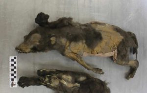 Filhotes de 14 mil anos eram lobos caçadores de rinocerontes