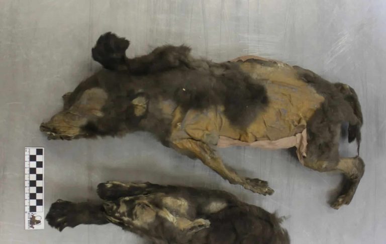 Filhotes de 14 mil anos eram lobos caçadores de rinocerontes