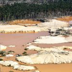 Florestas não estão se recuperando após a mineração de ouro
