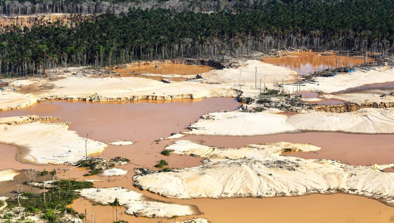 Florestas não estão se recuperando após a mineração de ouro